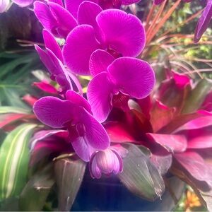 Vibrant Pink Orchid Arrangement